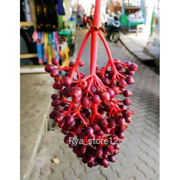 

PARIJOTHO ASLI MURIA