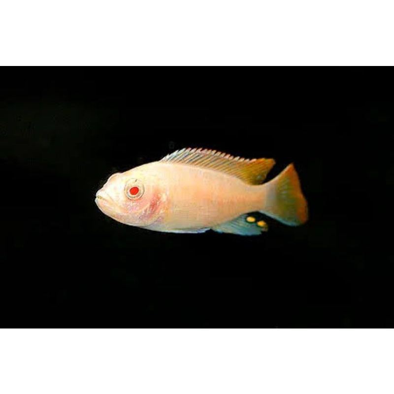 Mbuna Metriaclima Greshakei Albino