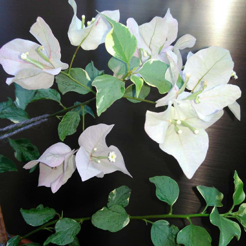 Tanaman hias bunga bougenville varigata putih ORIGINAL (stek batang)