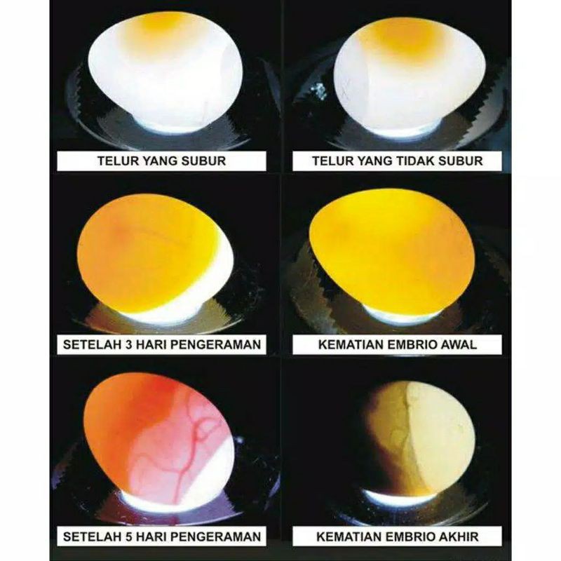 Senter teropong telur ( pengecekan telur fertil/tidak )   Free 3 buah batrai