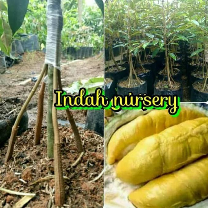 TERLARIS bibit buah durian Musang King musangking kaki 5 kualitas super