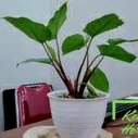 keladi homalomena batang merah /tanaman hias homalomena mini