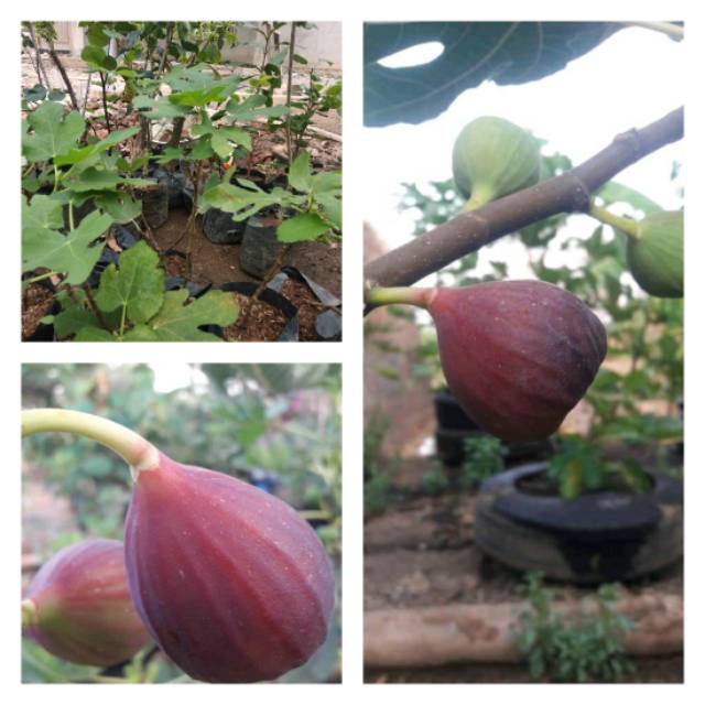 Bibit buah tin merah