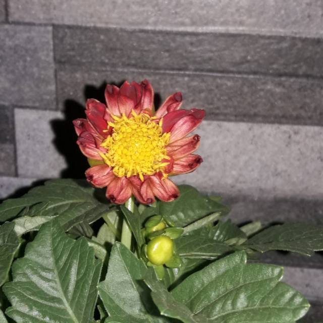 Umbi Dahlia Ungu