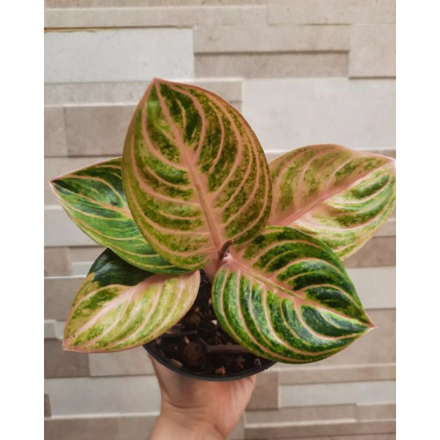 anakan aglonema rinjani / baby rinjani /1-3daun