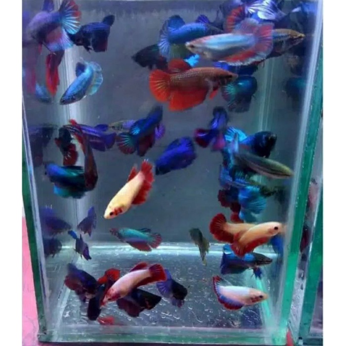 ikan cupang halfmoon betina siap telur/kawin+ bonus