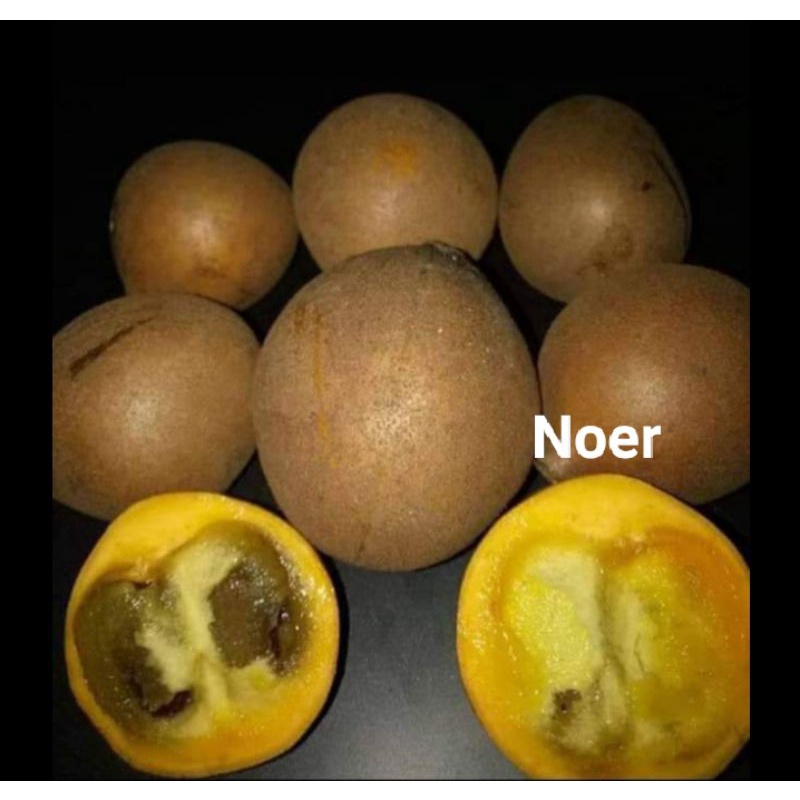 

Buah Kepel Segar Super 1kg