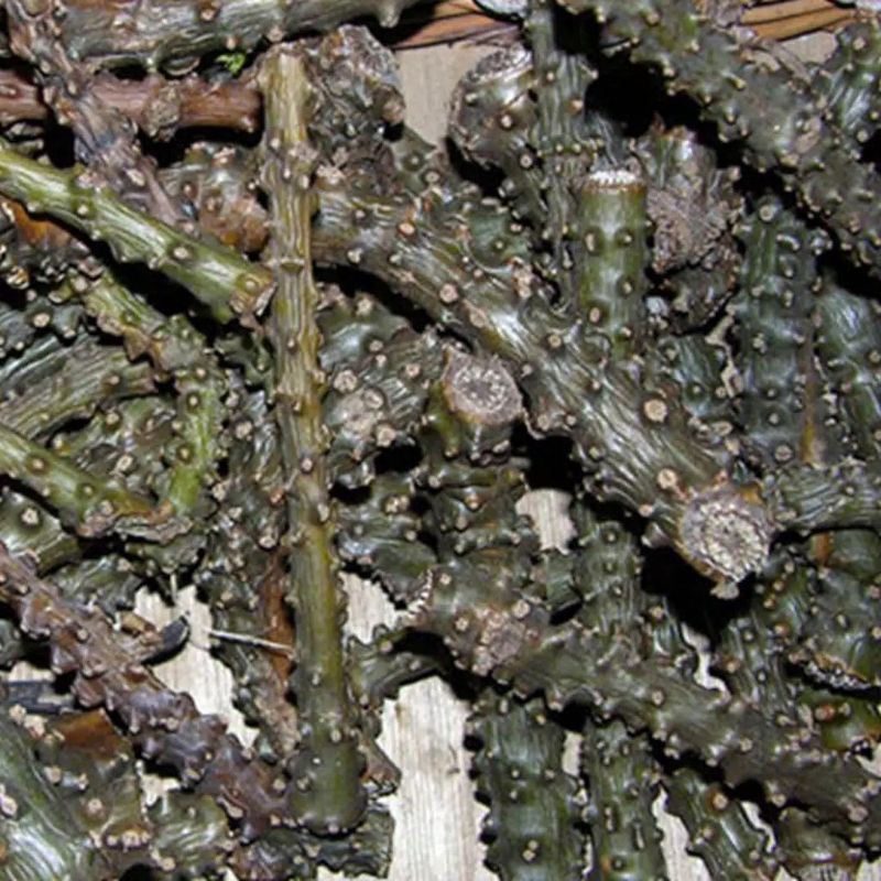 

brotowali segar panjang per 30cm