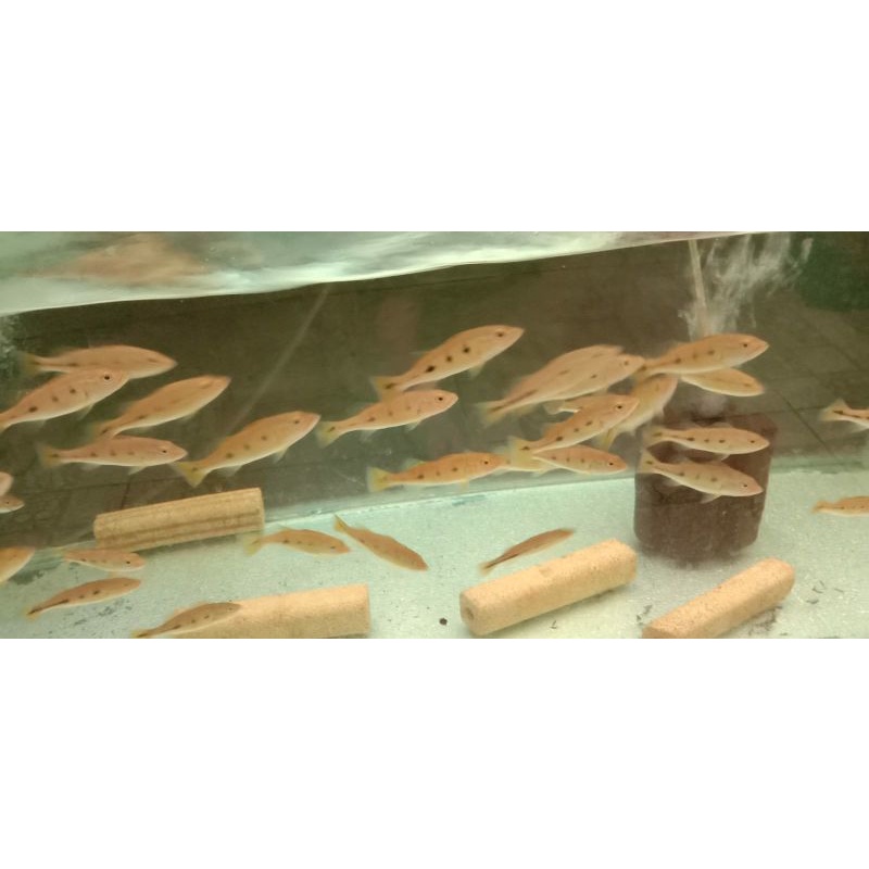 pbass monoculus size 7-9