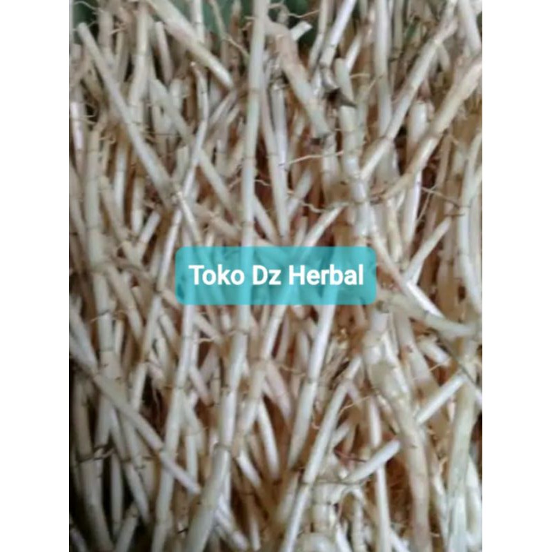 

Hemat 500 gram akar alang alang atau ilalang segar fresh-az