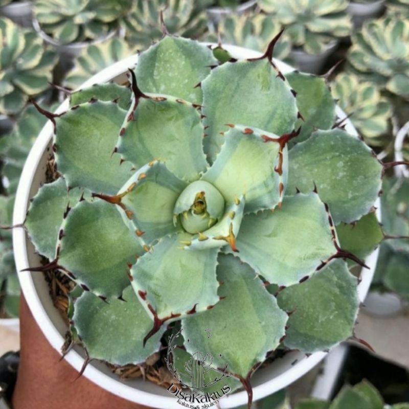 KAKTUS SKULEN - agave