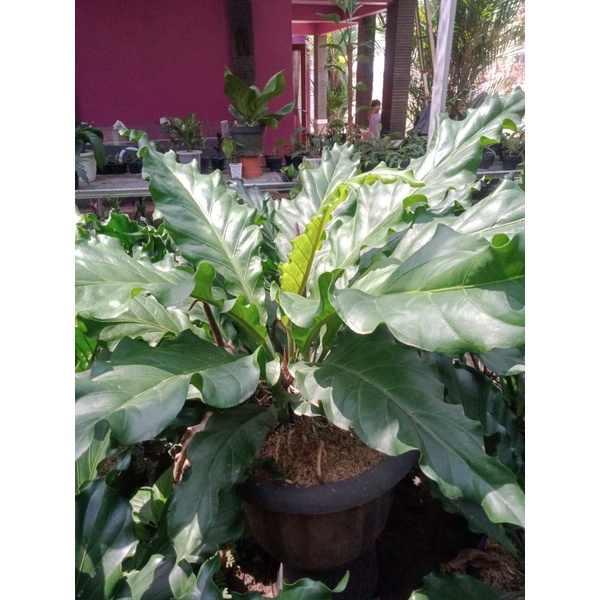 Tanaman hias anthurium gelombang cinta / pohon besar