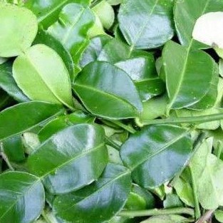 

Daun jeruk per pack