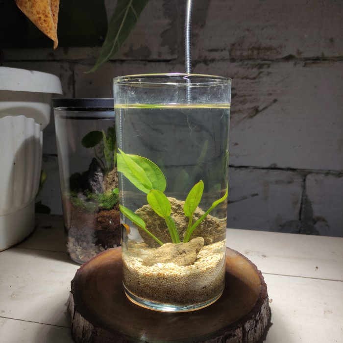 Paket Fullset Aquascape Mini / ikan cupang / Aquarium