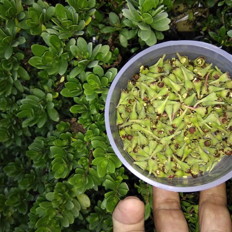 Biji Santigi Varian Daun Mawar Super Mix Daun Bulat dan Mawar Micro