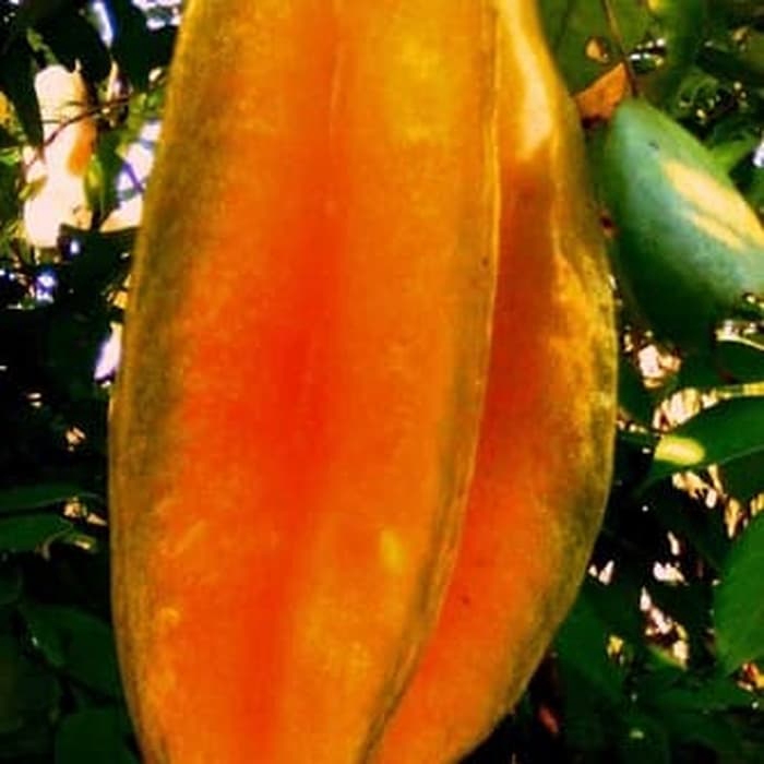 bibit belimbing bangkok merah