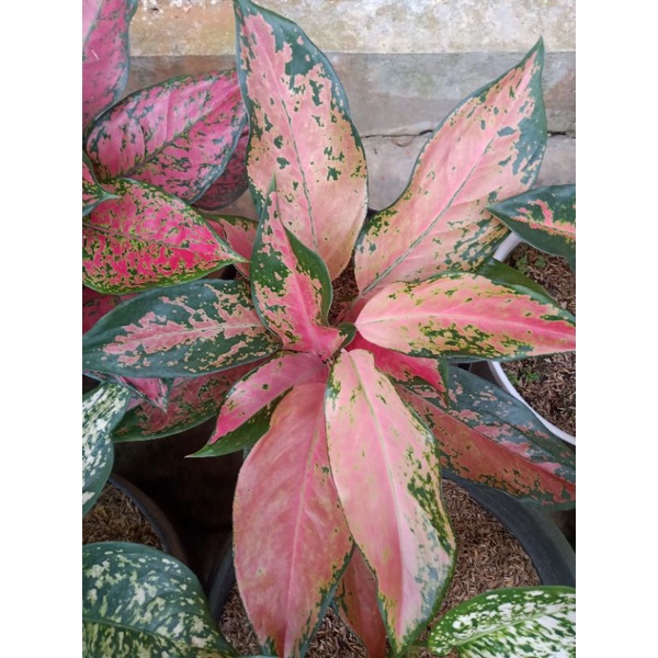 Aglonema Kochin Camelon