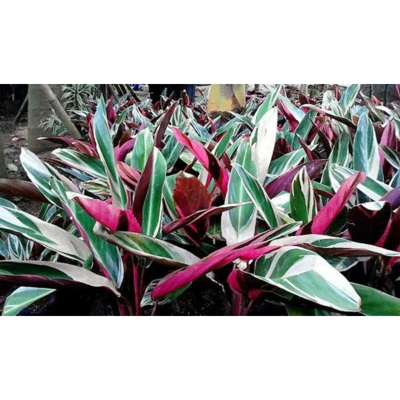 tanaman hias maranta bali tree color