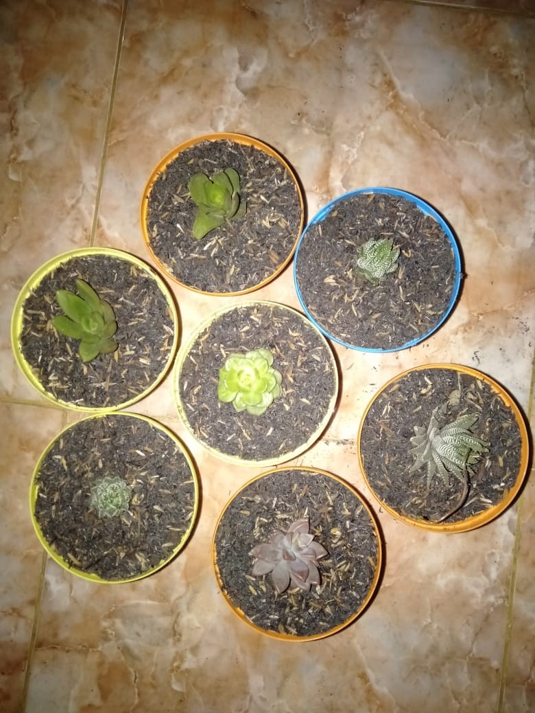 Fungisida Obat Jamur Kaktus Bubuk Ecer