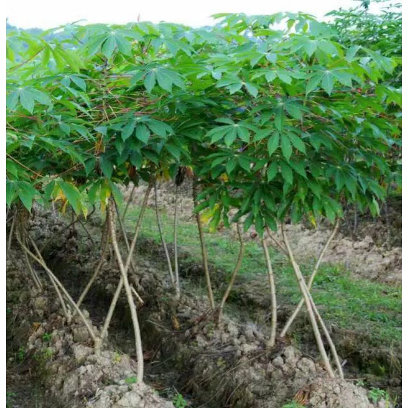 

Bibit batang singkong/5 batang singkong