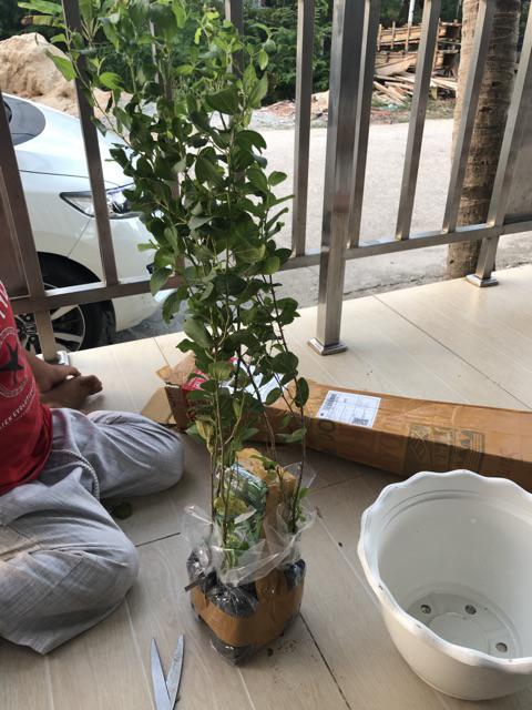 Beli 3 Gratis 1 Bidara Arab Sidr Ruqyah