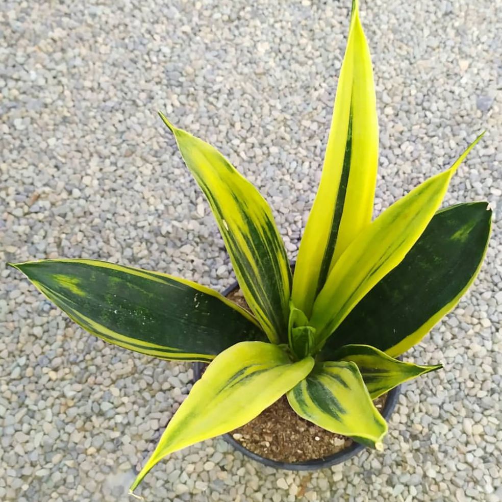 tanaman hias sansevieria golden flame / tanaman sansevieria golden flame / tanaman hias lidah mertua