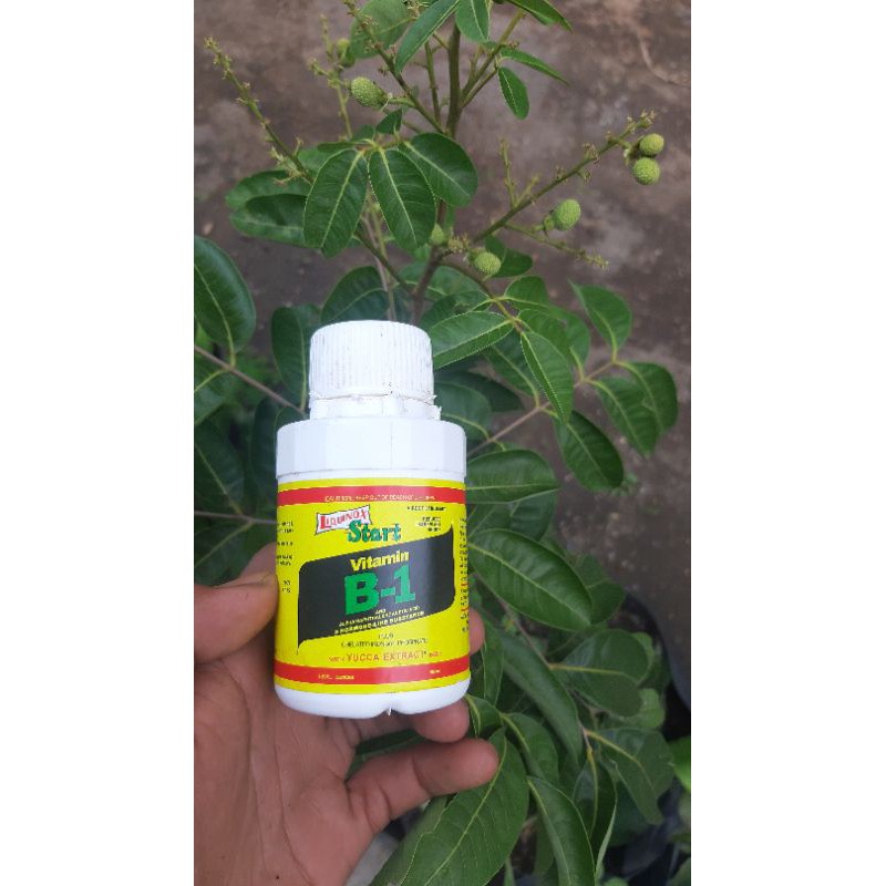 Jual vitamin B1 Indonesia|Shopee Indonesia
