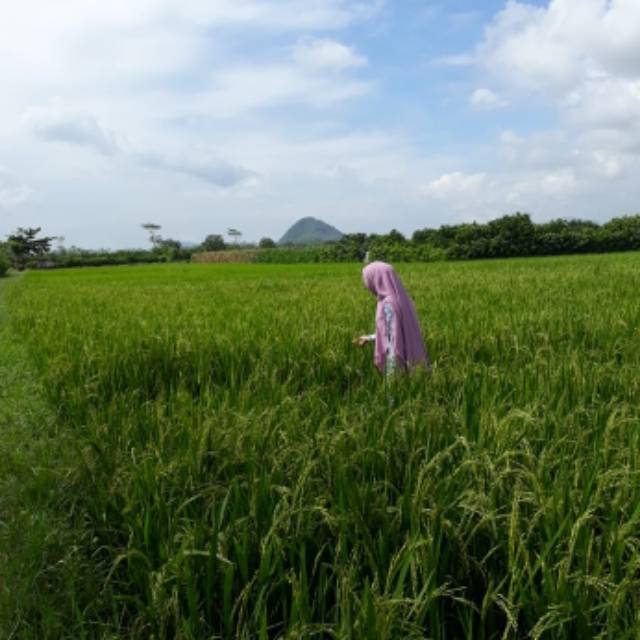 nurulhidayaharrohmah