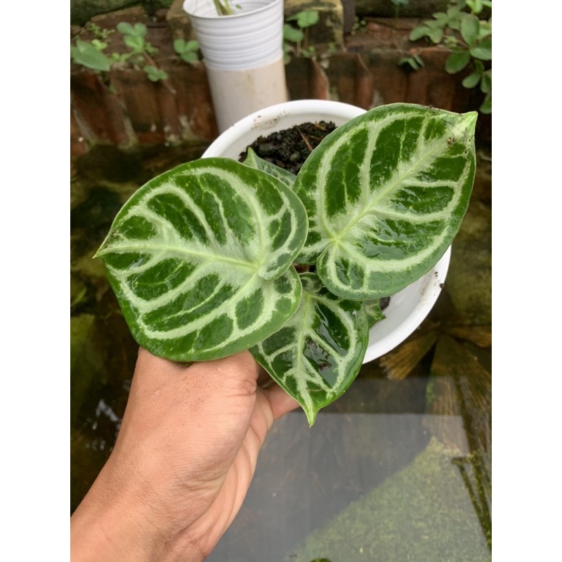 anthurium dorayaki