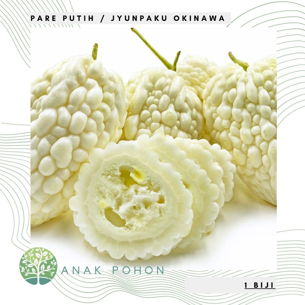 Benih Bibit Biji - Pare Putih Susu Jyunpaku Okinawa Pure White Bitter Melon Seeds - Pare Tidak Pahit! Rasa Manis