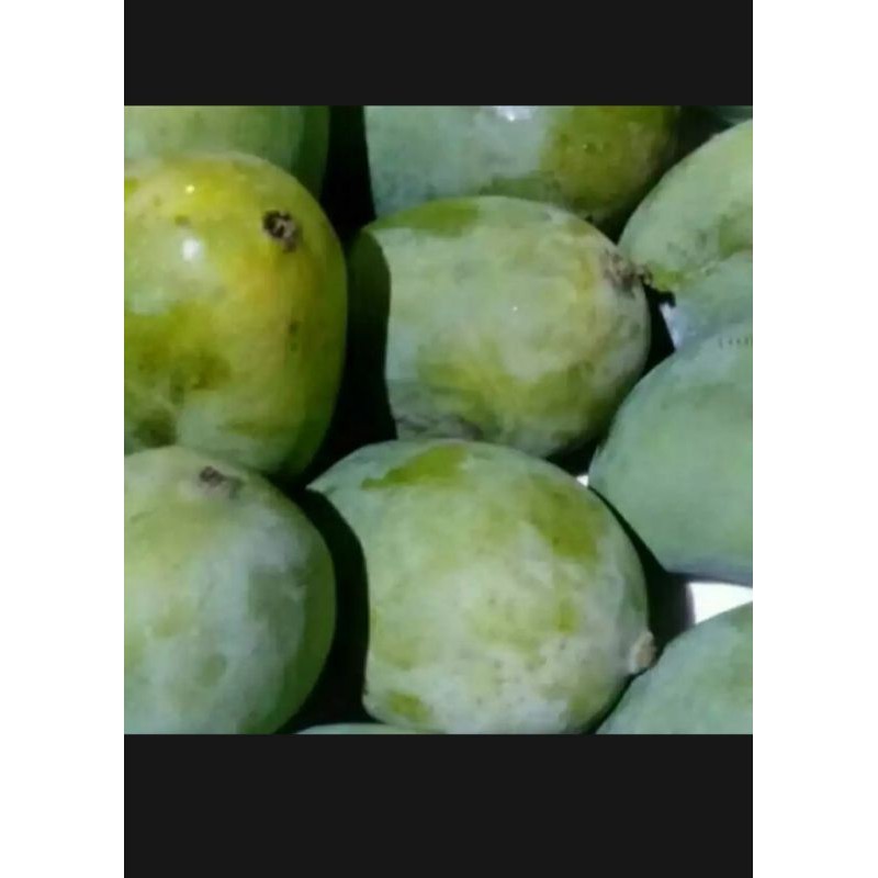 

Mangga muda 1kg
