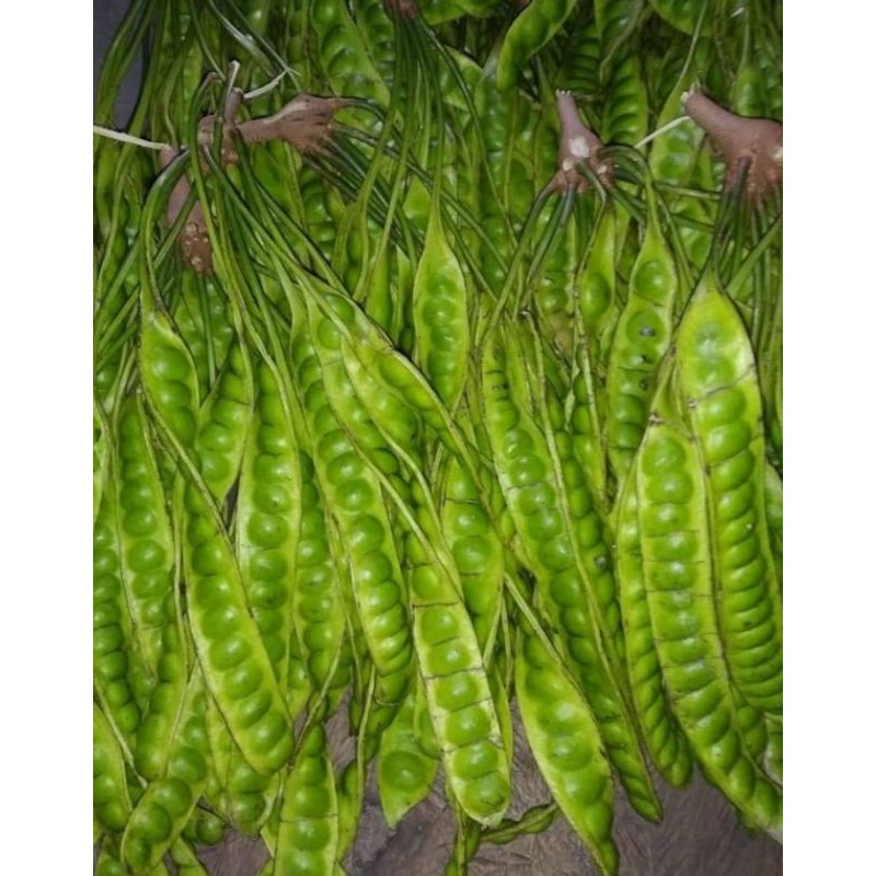 

PETAI/PETE SEGAR KALIMANTAN PERPAPAN