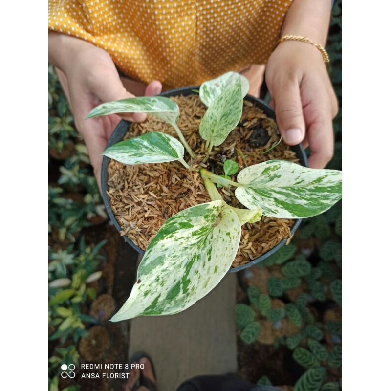 Tanaman hias sirih belanda