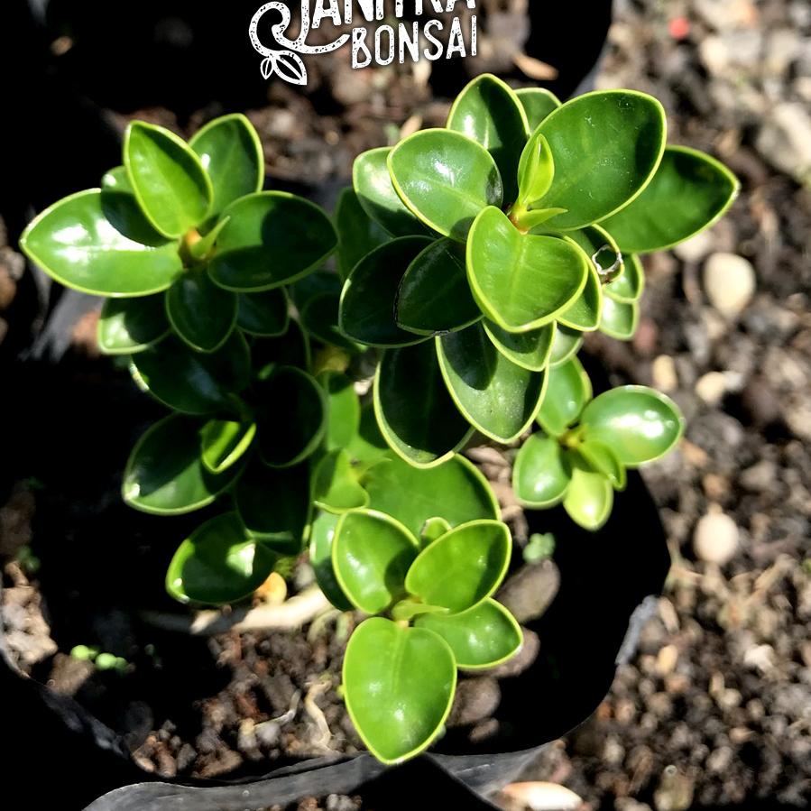 [KODE FTVYP] Bahan bonsai dolar mangkok bahan bonsai ficus dolar mangkok dolar mikro