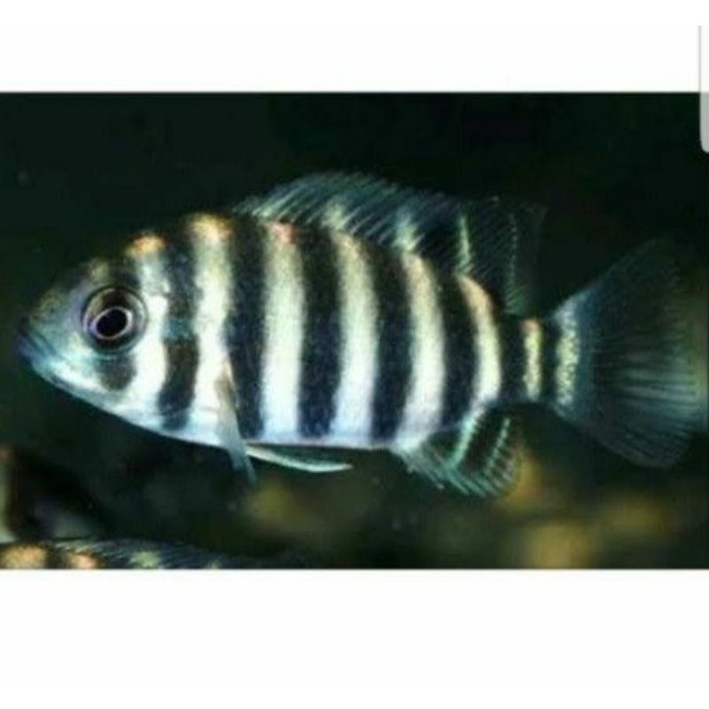 

Ikan Hias Cichlid Zebra Tilapia (Ninety Nine)