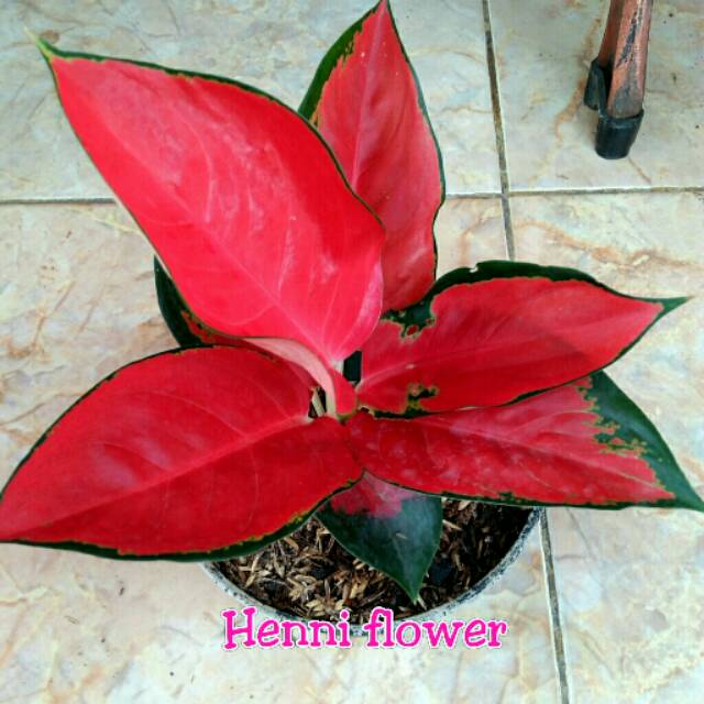 Aglonema Suksom jaipong culture Shopee Indonesia Aglonema Suksom jaipong culture Shopee Indonesia