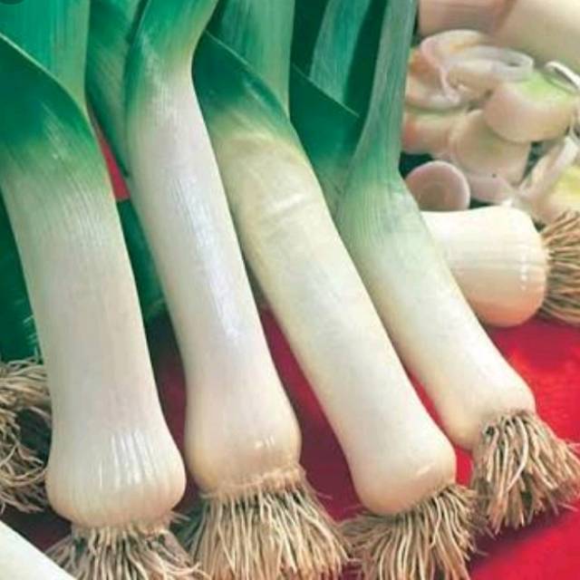 Benih Biji Daun Bawang Giant F1 - import USA