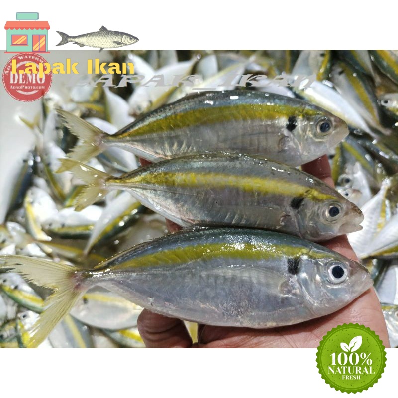 

GROSIR Ikan Selar Segar Kuning Ikan Segar Fresh 5Kilogram / 10Kilogram
