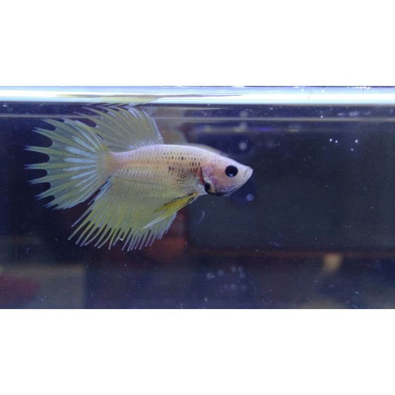 ikan cupang hias crowntail serit #CT04