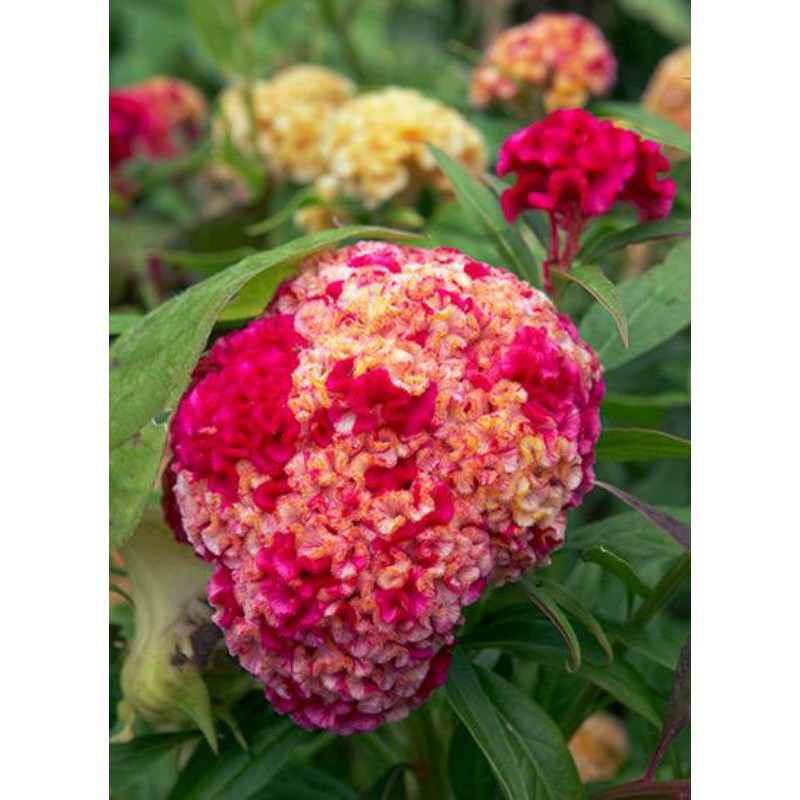 Benih Bunga celosia Corona import