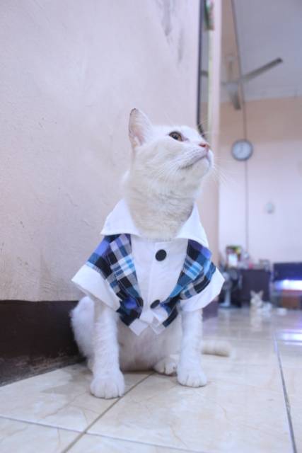 Tuxedo tanpa dasi motif kotak-kotak biru untuk kucing dan anjing / baju kucing murah size S M L XL