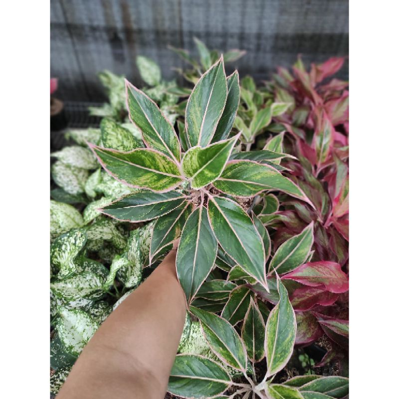 Aglonema Lipstik Puding