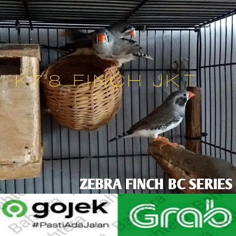 ZEBRA FINCH BC SERIES
