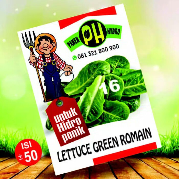 benih bibit selada romain khusus hidroponik
