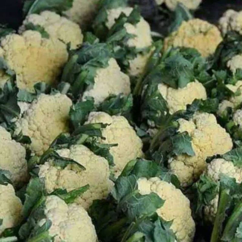 

Bunga kol 500 gr