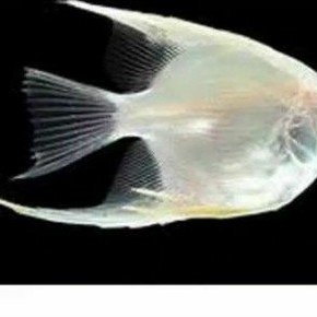 

manfish platinum / ikan hias / aquasqape