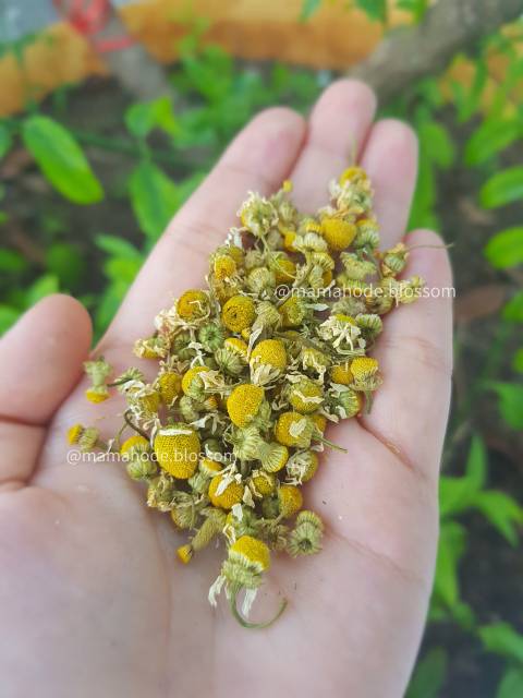 

PREMIUM - CHAMOMILE TEA / Teh bunga Chamomile