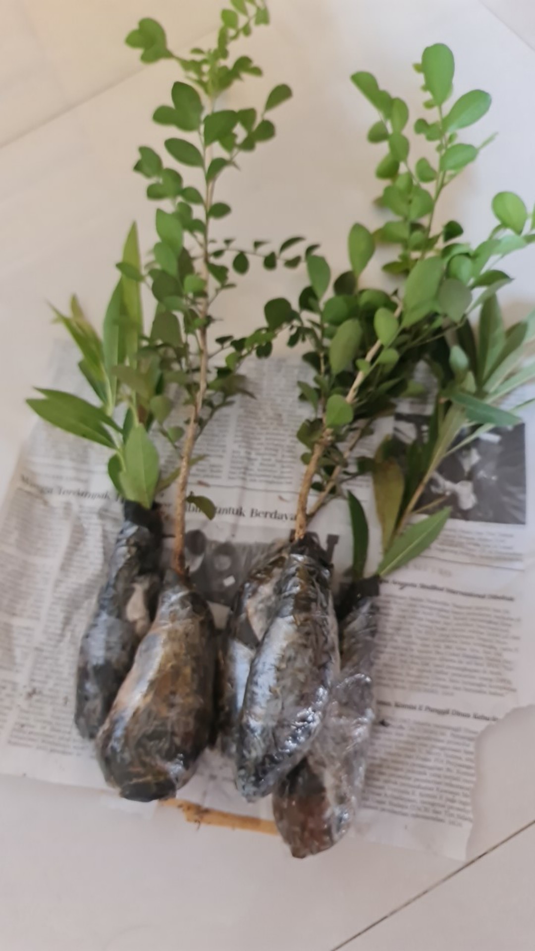 Tanaman Hias Bunga Kemuning - Pohon Kemuning