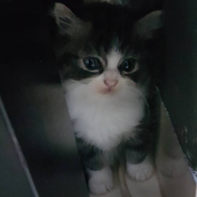 juwita_mutachirriyah