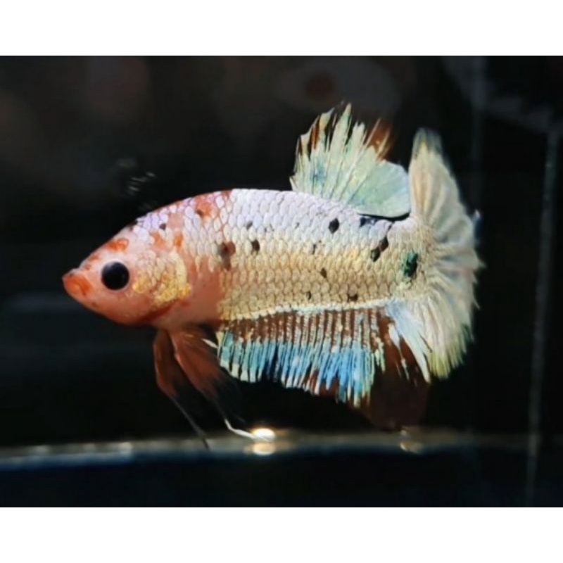 Ikan Cupang Jenis Whitescale (Male)
